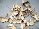Cotton Shell Natural Handicraft Raw Materials Of Cotton Root